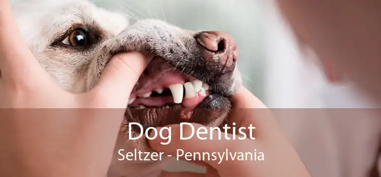 Dog Dentist Seltzer - Pennsylvania