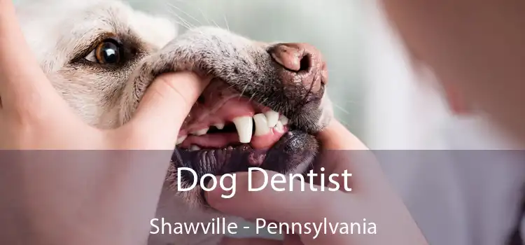 Dog Dentist Shawville - Pennsylvania