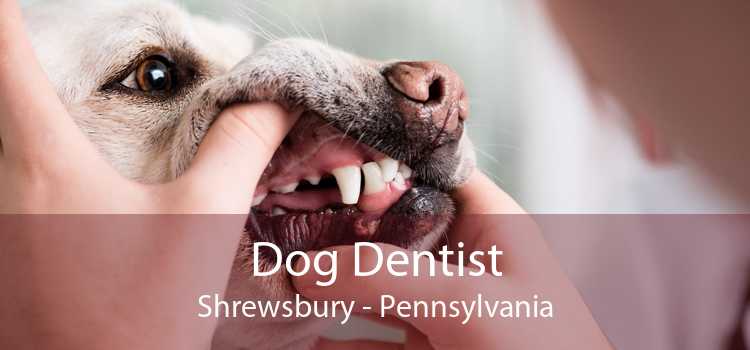 Dog Dentist Shrewsbury - Pennsylvania