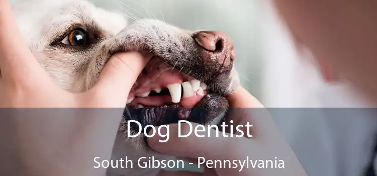 Dog Dentist South Gibson - Pennsylvania