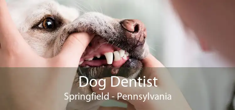 Dog Dentist Springfield - Pennsylvania