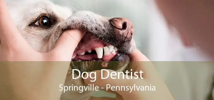 Dog Dentist Springville - Pennsylvania