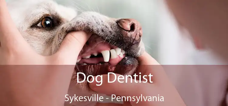 Dog Dentist Sykesville - Pennsylvania