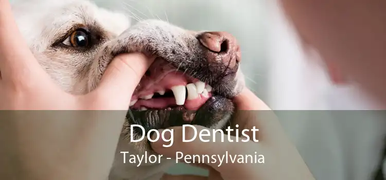 Dog Dentist Taylor - Pennsylvania