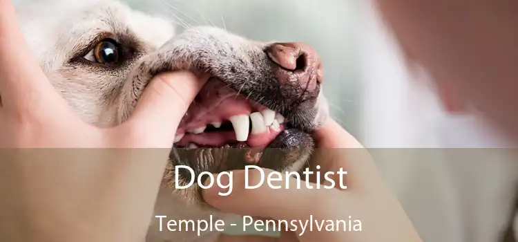 Dog Dentist Temple - Pennsylvania