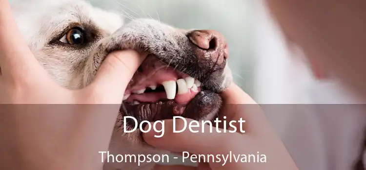 Dog Dentist Thompson - Pennsylvania