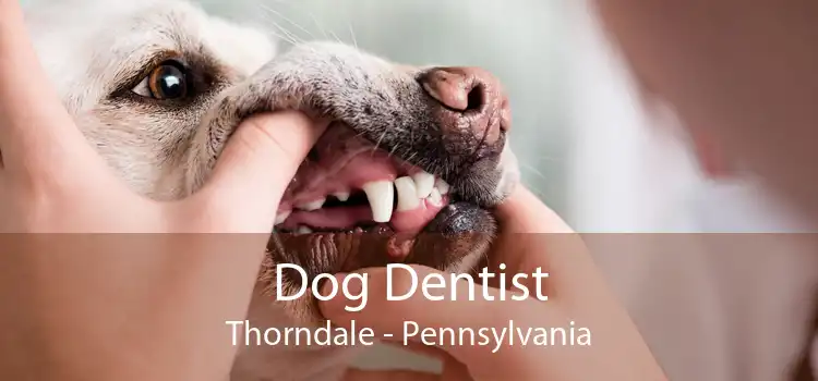 Dog Dentist Thorndale - Pennsylvania