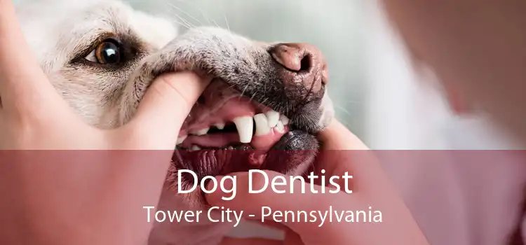 Dog Dentist Tower City - Pennsylvania