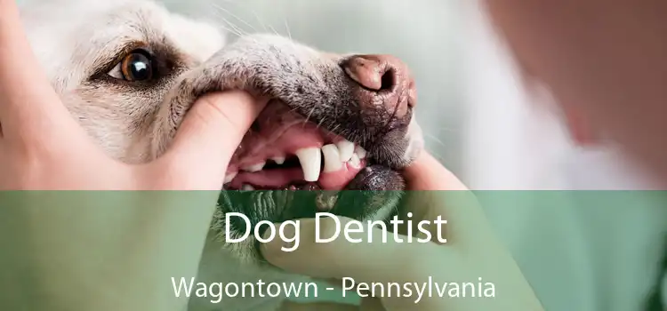 Dog Dentist Wagontown - Pennsylvania