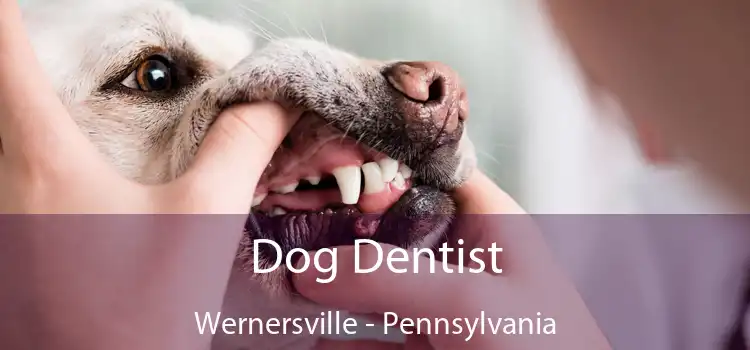 Dog Dentist Wernersville - Pennsylvania