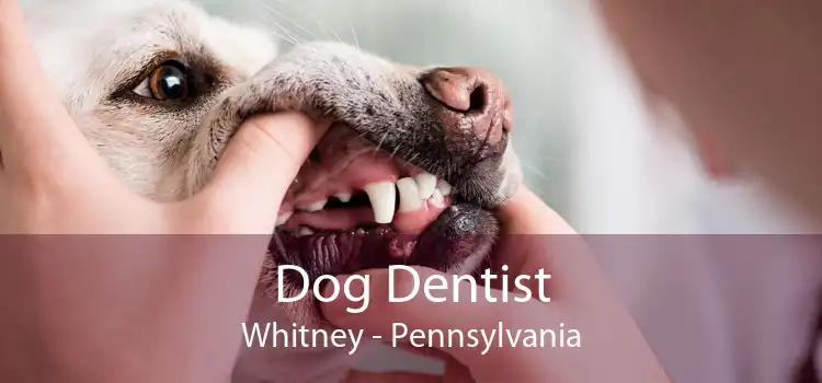 Dog Dentist Whitney - Pennsylvania