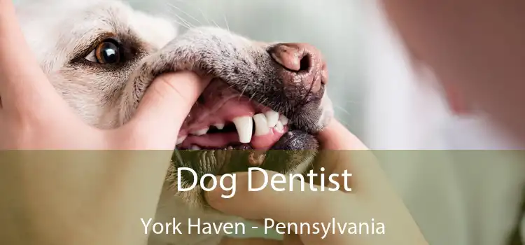 Dog Dentist York Haven - Pennsylvania