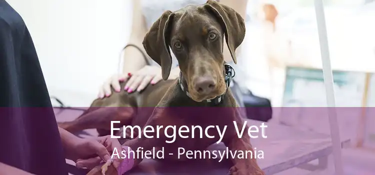 Emergency Vet Ashfield - Pennsylvania