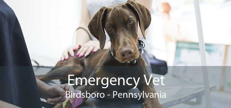 Emergency Vet Birdsboro - Pennsylvania