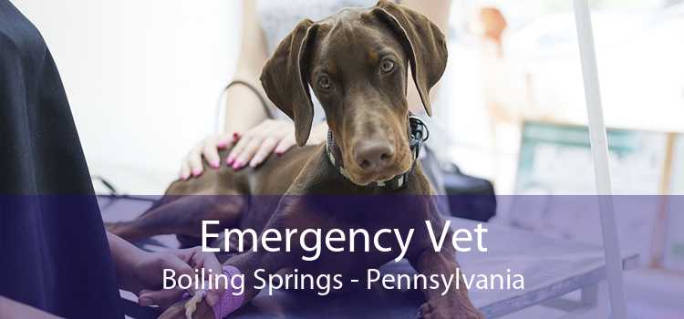 Emergency Vet Boiling Springs - Pennsylvania