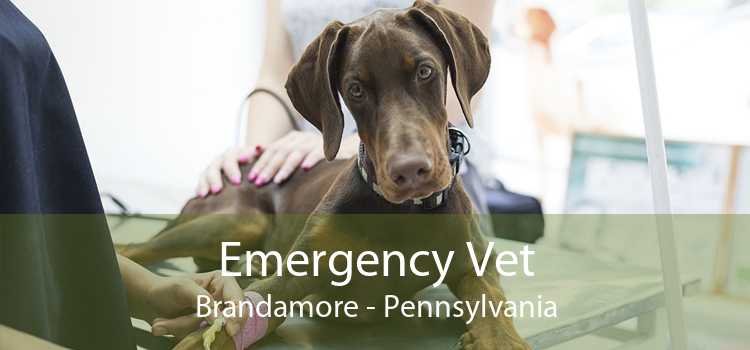 Emergency Vet Brandamore - Pennsylvania
