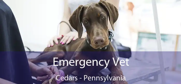 Emergency Vet Cedars - Pennsylvania