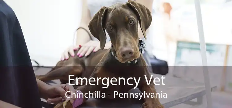 Emergency Vet Chinchilla - Pennsylvania