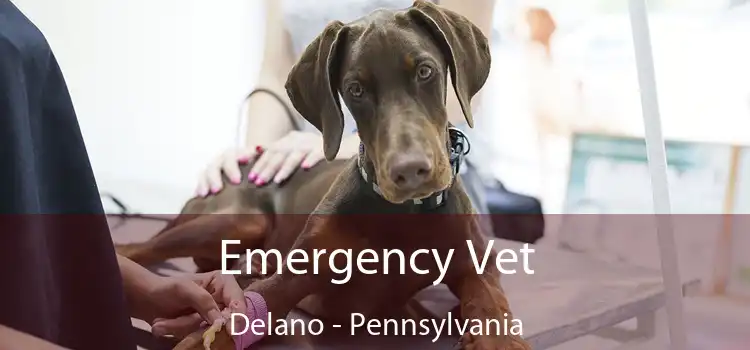 Emergency Vet Delano - Pennsylvania