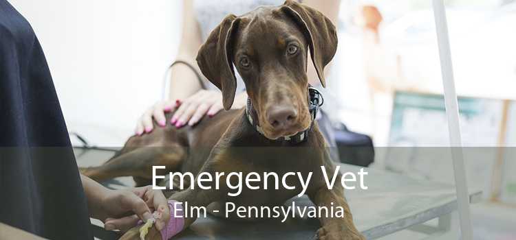 Emergency Vet Elm - Pennsylvania