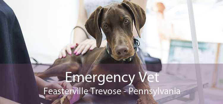 Emergency Vet Feasterville Trevose - Pennsylvania
