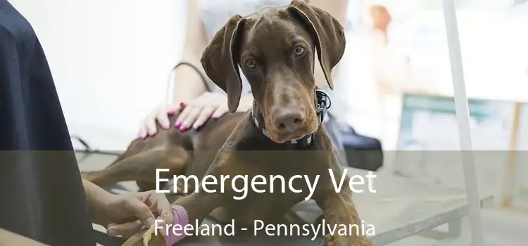 Emergency Vet Freeland - Pennsylvania
