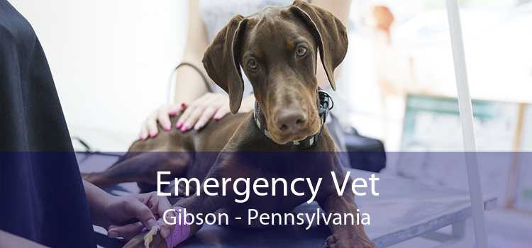 Emergency Vet Gibson - Pennsylvania