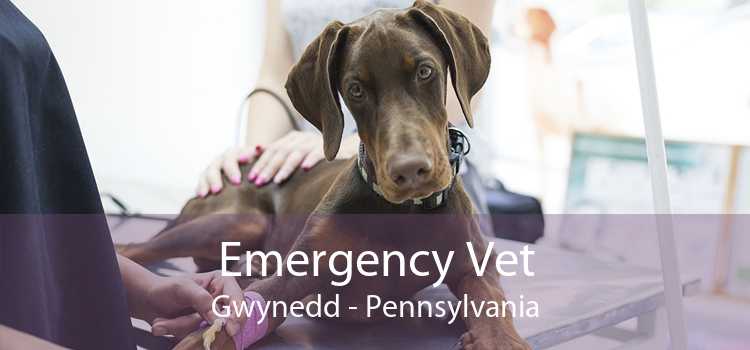 Emergency Vet Gwynedd - Pennsylvania