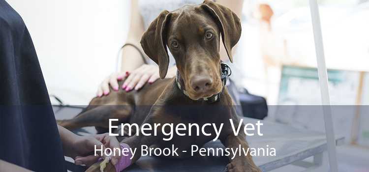 Emergency Vet Honey Brook - Pennsylvania