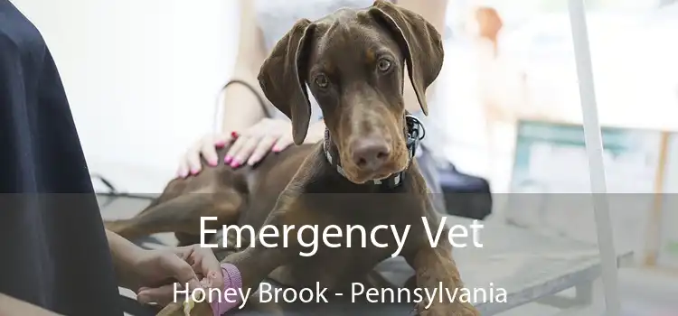 Emergency Vet Honey Brook - Pennsylvania