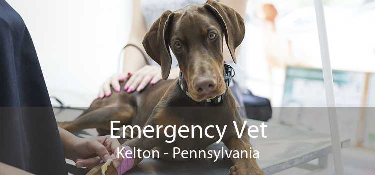 Emergency Vet Kelton - Pennsylvania