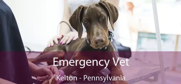 Emergency Vet Kelton - Pennsylvania