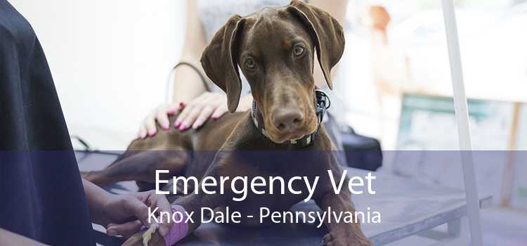 Emergency Vet Knox Dale - Pennsylvania