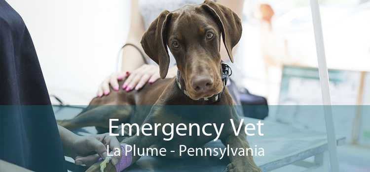 Emergency Vet La Plume - Pennsylvania
