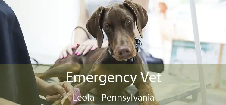 Emergency Vet Leola - Pennsylvania