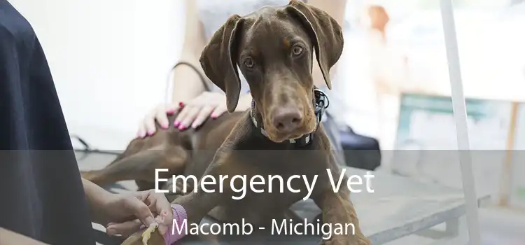 Emergency Vet Macomb - Michigan