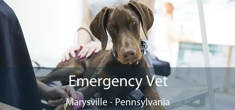 Emergency Vet Marysville - Pennsylvania