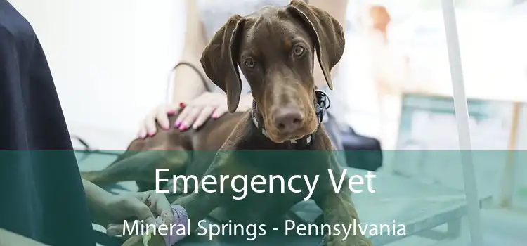 Emergency Vet Mineral Springs - Pennsylvania