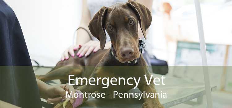 Emergency Vet Montrose - Pennsylvania