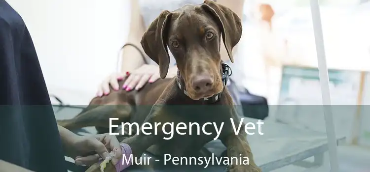 Emergency Vet Muir - Pennsylvania