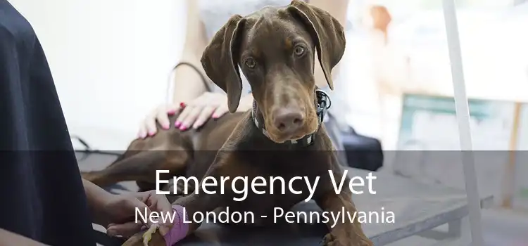 Emergency Vet New London - Pennsylvania