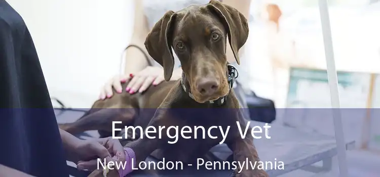 Emergency Vet New London - Pennsylvania