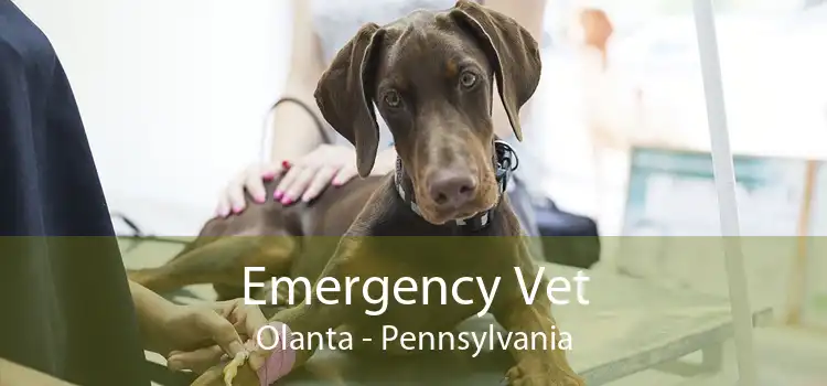 Emergency Vet Olanta - Pennsylvania