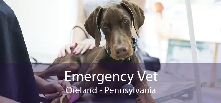 Emergency Vet Oreland - Pennsylvania