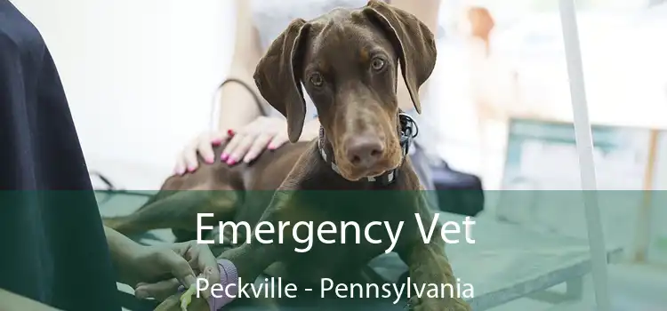 Emergency Vet Peckville - Pennsylvania