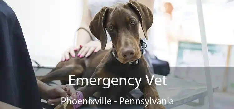 Emergency Vet Phoenixville - Pennsylvania