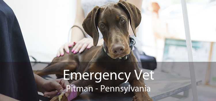 Emergency Vet Pitman - Pennsylvania