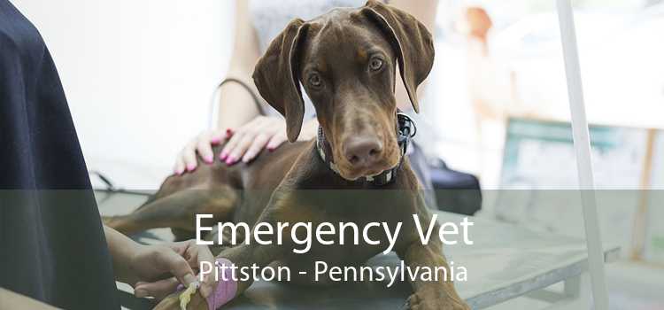 Emergency Vet Pittston - Pennsylvania