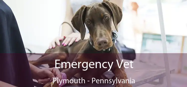 Emergency Vet Plymouth - Pennsylvania