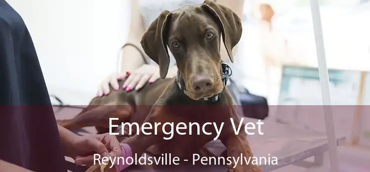 Emergency Vet Reynoldsville - Pennsylvania